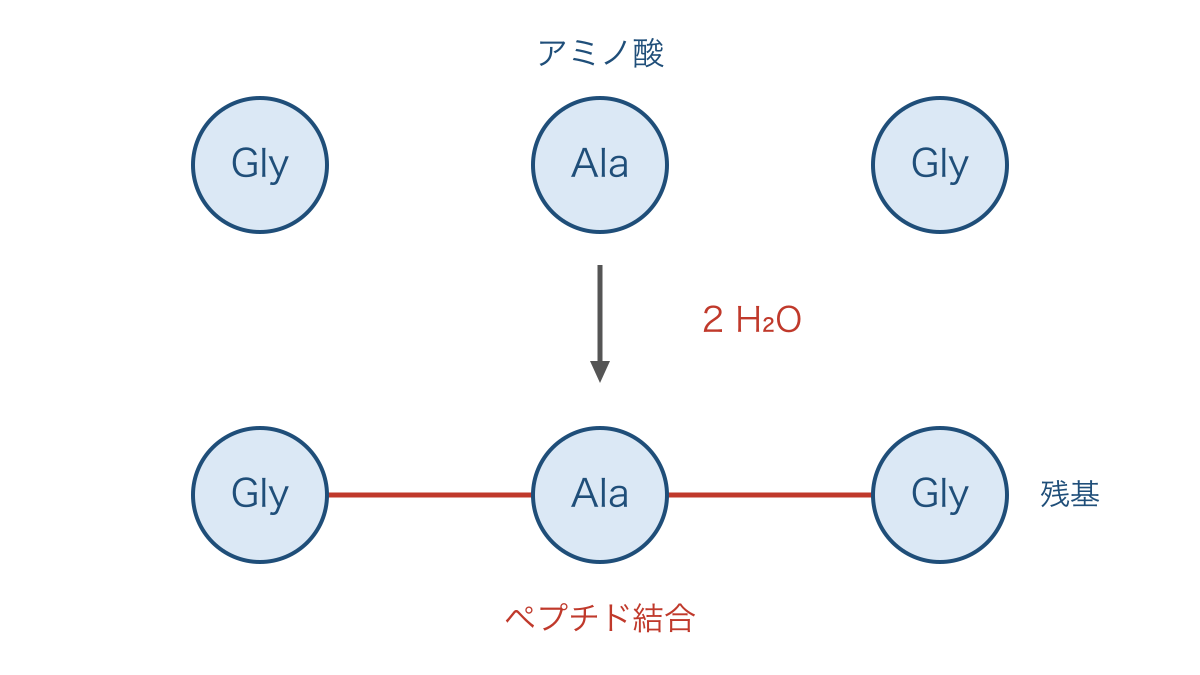 図2 アミノ酸3個から鎖をつくるときの結合と水の数