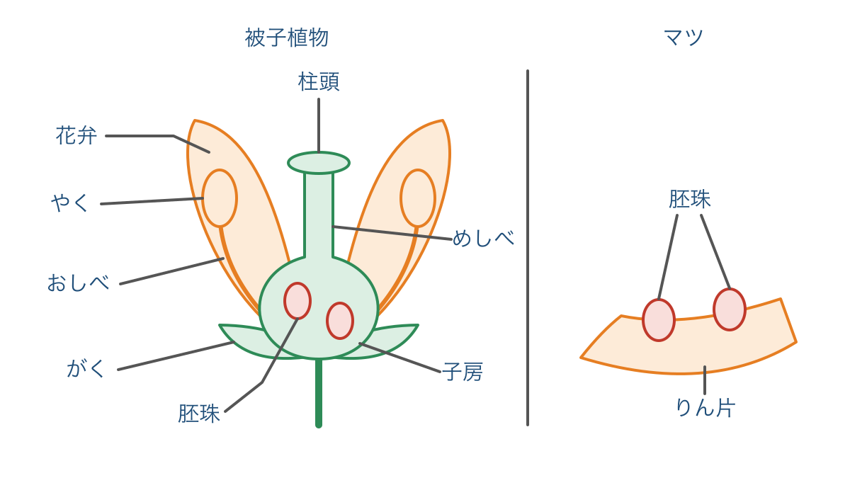 図1 被子植物の花の断面とマツのりん片上の胚珠