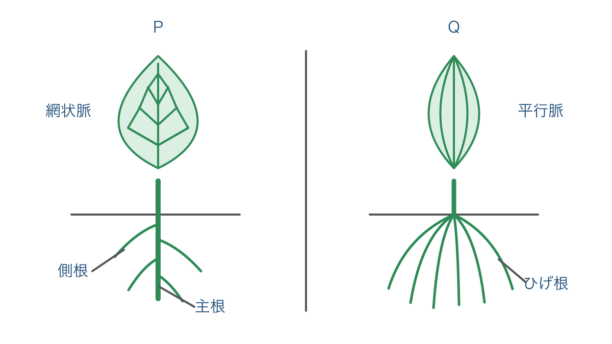図2 双子葉類と単子葉類の典型的な葉脈と根の比較