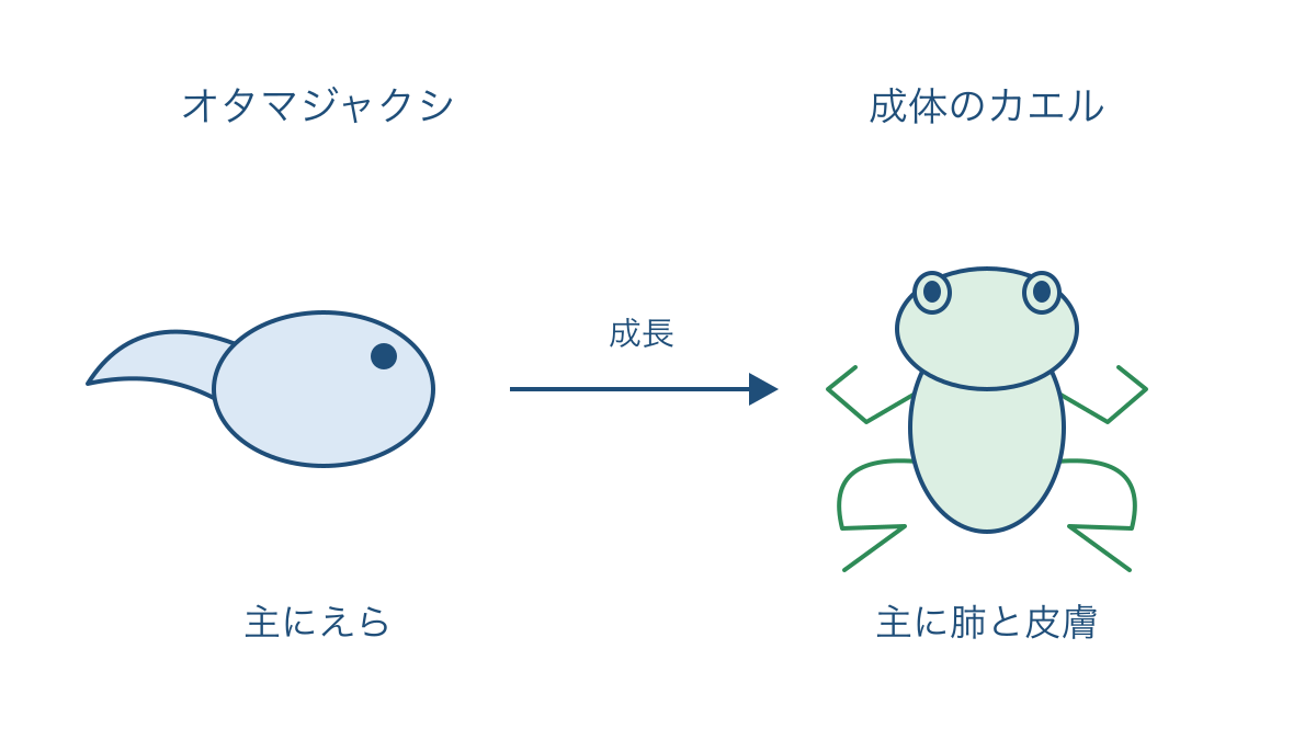 図2 カエルの成長に伴う主な呼吸のしかたの変化