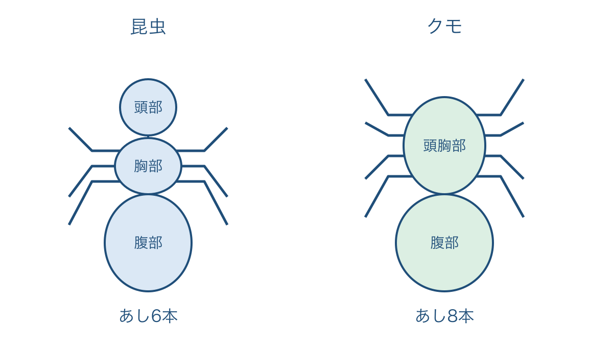 図3 昆虫とクモの体の区分とあしのつく位置の比較