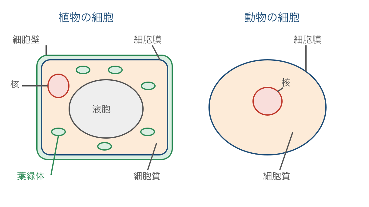 図1 植物と動物の細胞の共通部分と植物に見られるつくり