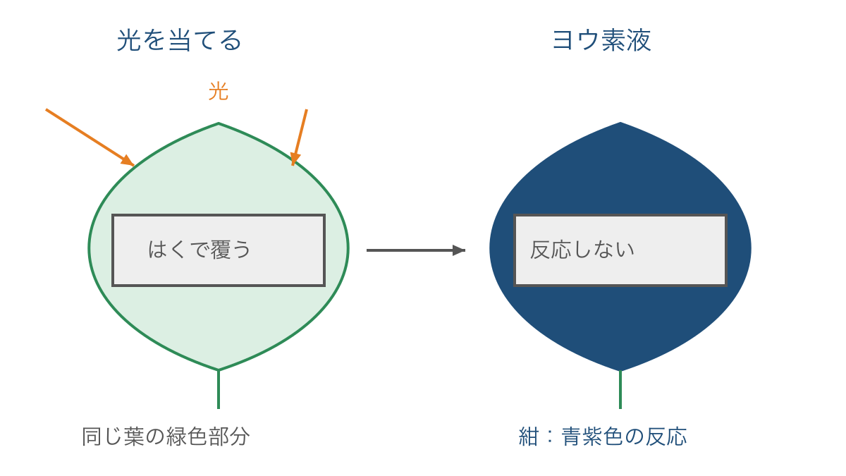図2 葉の一部を遮光して光の有無とデンプンの有無を比べる