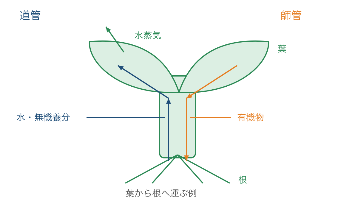 図3 根から葉へ水を運ぶ道管と有機物を運ぶ師管の模式図