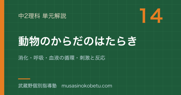 【中2理科】動物のからだのはたらきを図解で総まとめ—消化・呼吸・血液の循環・刺激と反応のアイキャッチ