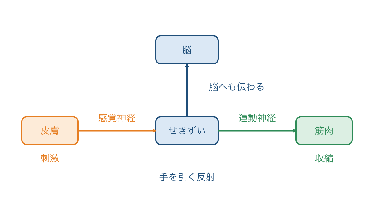 図3　手を引く反射の経路と脳にも届く刺激の情報