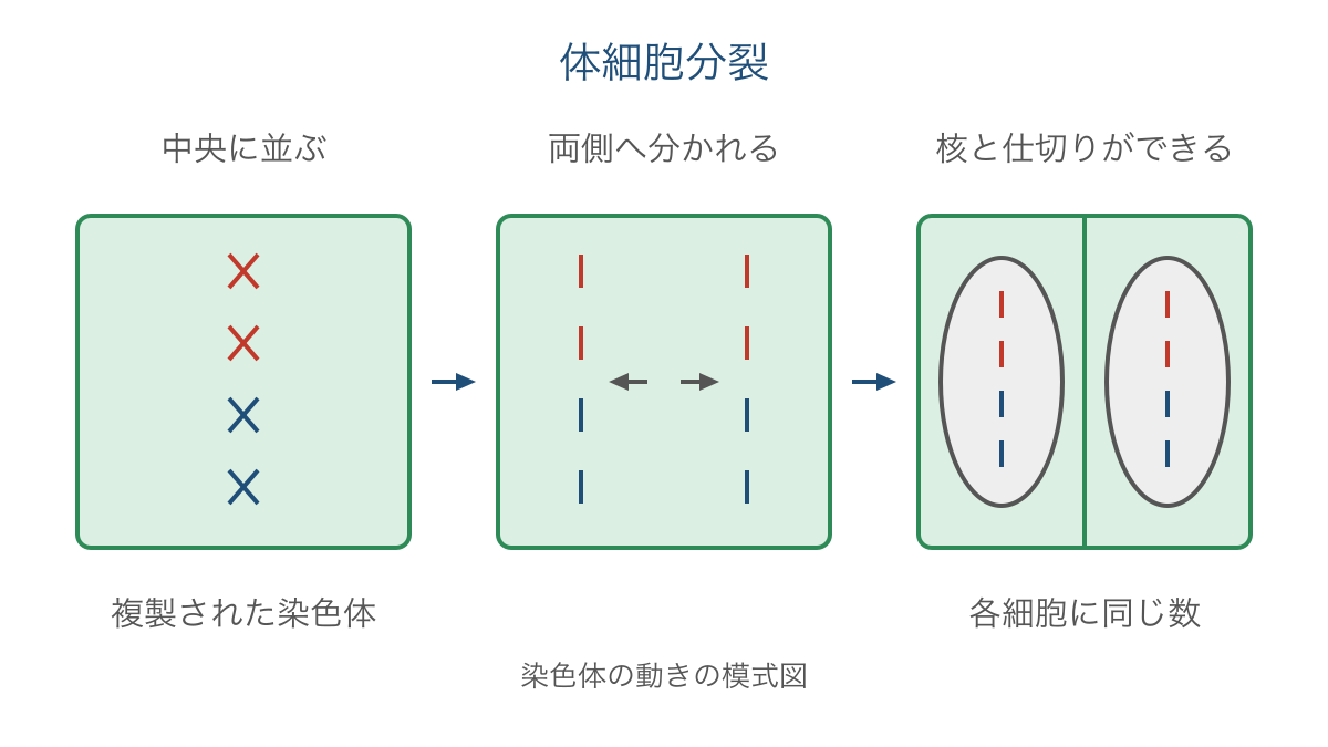 図1　植物の体細胞分裂で染色体が分かれる順序
