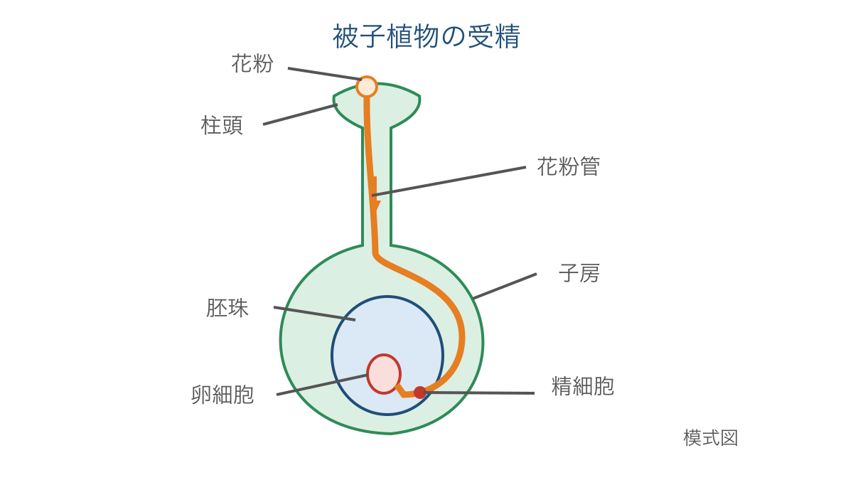図2　花粉管が子房内の胚珠へ伸びる位置関係