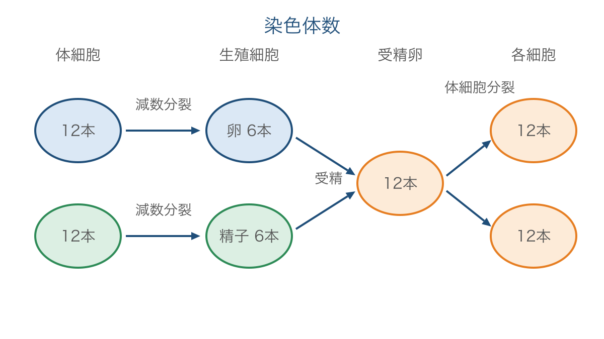 図3　減数分裂と受精に伴う染色体数の変化