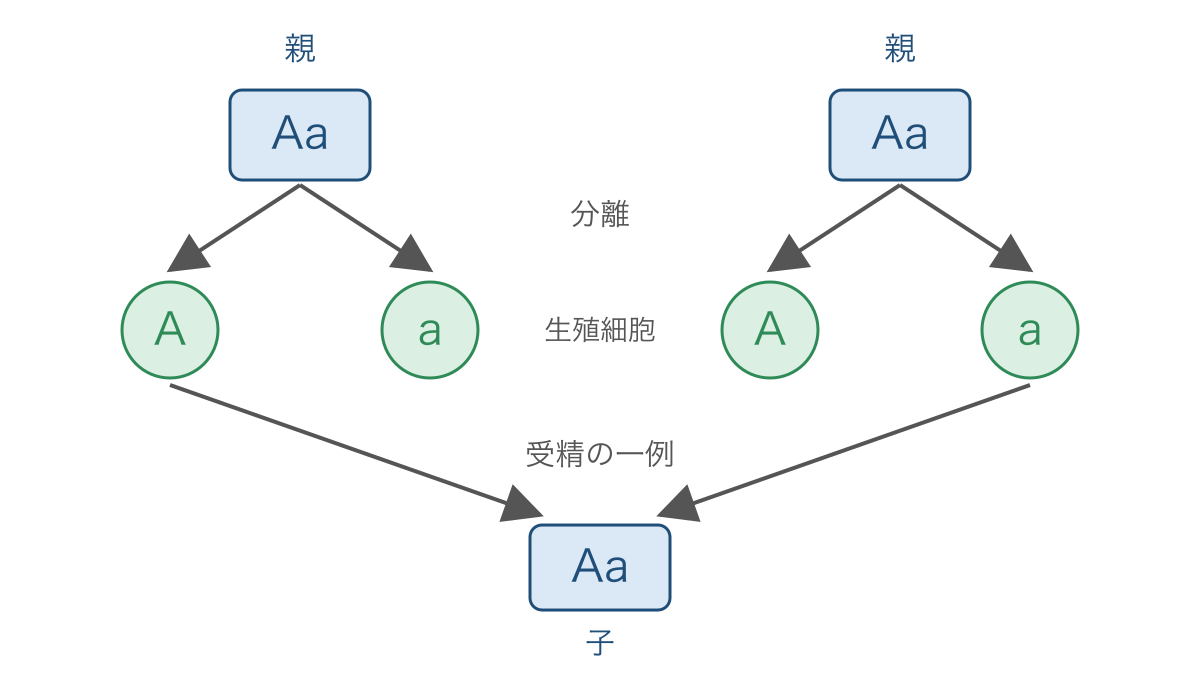 図1　対になった遺伝子の分離と受精による組合せ