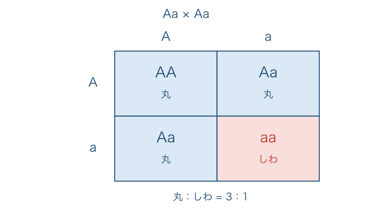 図2　Aaどうしのかけ合わせでできる四つの組合せ