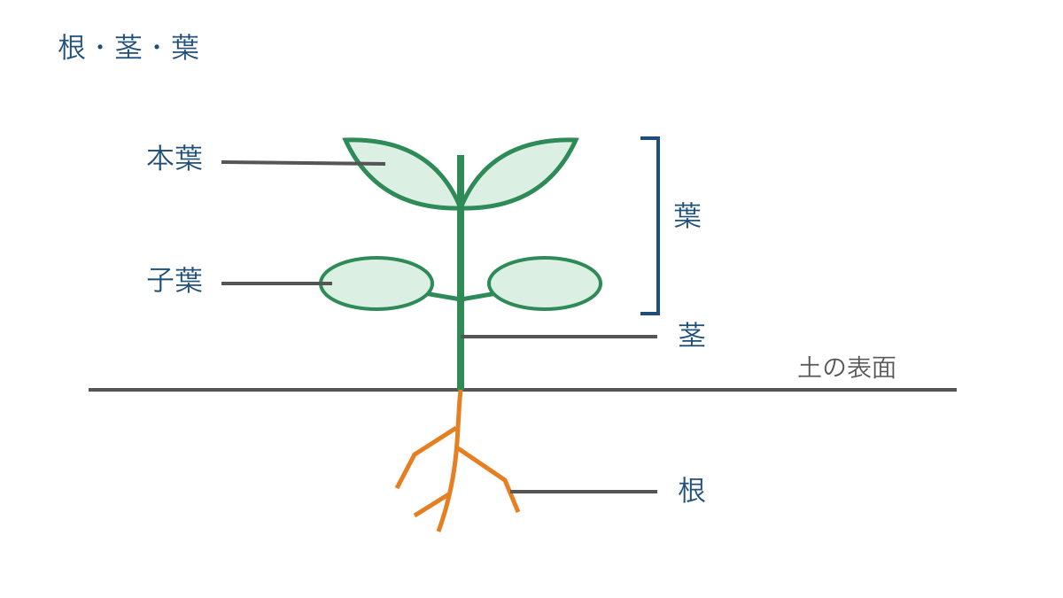 図1 幼い植物の根と茎と葉および子葉と本葉の位置