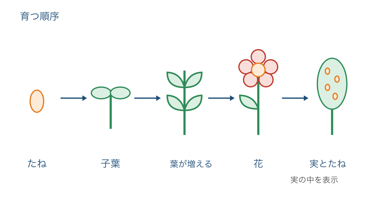 図2 たねから子葉と本葉を経て花と実へ育つ順序