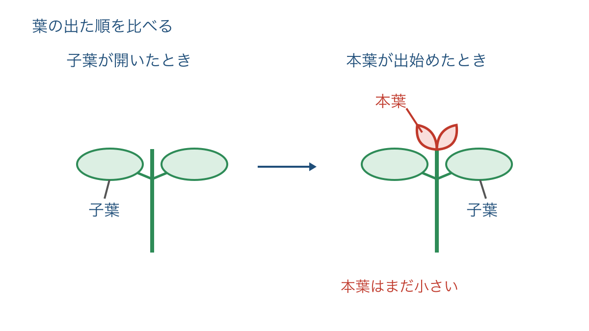図3 子葉のあとに小さな本葉が出る様子を比べる