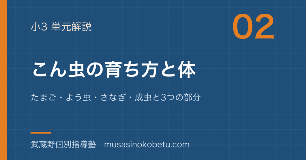 小3理科こん虫の育ち方と体を図解で総まとめたまごよう虫さなぎ成虫と3つの部分のアイキャッチ | 武蔵野個別指導塾 【小3理科】こん虫の育ち方と体を図解で総まとめ—たまご・よう虫・さなぎ・成虫と3つの部分のアイキャッチ 武蔵野個別指導塾
