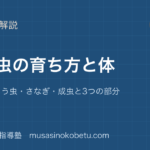 小3理科こん虫の育ち方と体を図解で総まとめたまごよう虫さなぎ成虫と3つの部分のアイキャッチ | 武蔵野個別指導塾 【小3理科】こん虫の育ち方と体を図解で総まとめ—たまご・よう虫・さなぎ・成虫と3つの部分のアイキャッチ 武蔵野個別指導塾