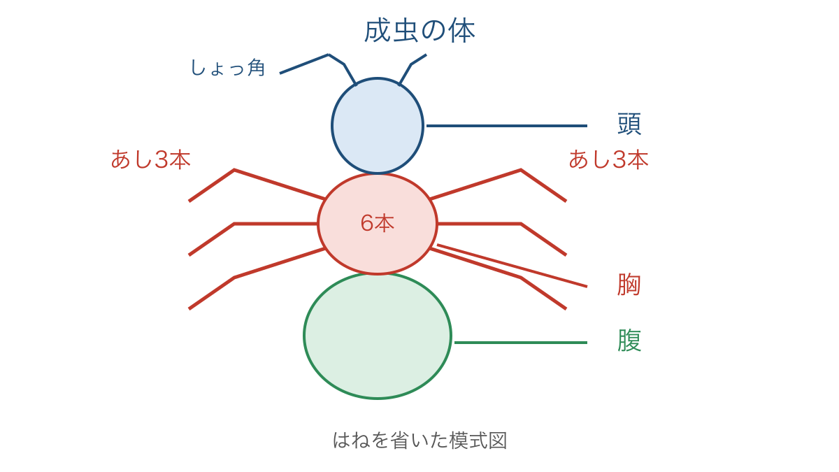 図1 成虫の頭・胸・腹と胸から左右に出る6本のあし