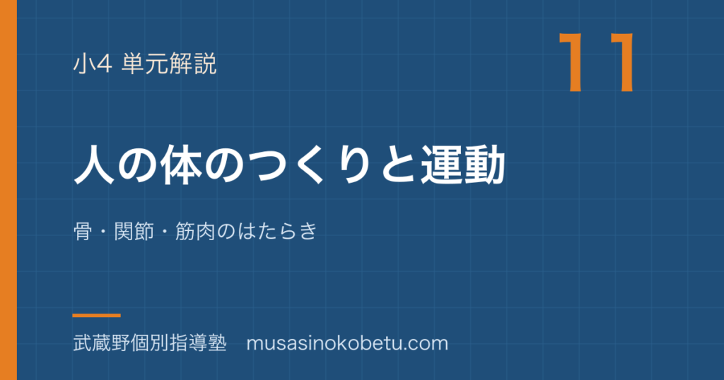小4理科人の体のつくりと運動を図解で総まとめ骨関節筋肉のはたらきのアイキャッチ | 武蔵野個別指導塾 【小4理科】人の体のつくりと運動を図解で総まとめ—骨・関節・筋肉のはたらきのアイキャッチ 武蔵野個別指導塾