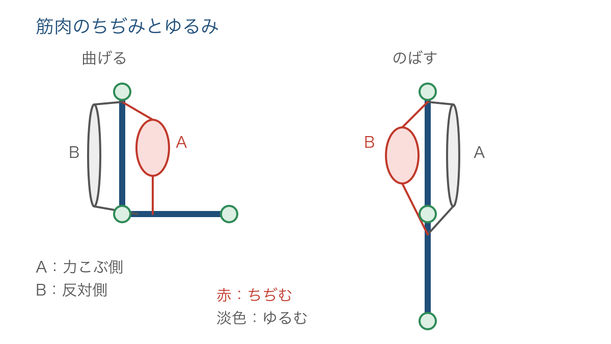 図2 ひじを曲げるときとのばすときにちぢむ筋肉