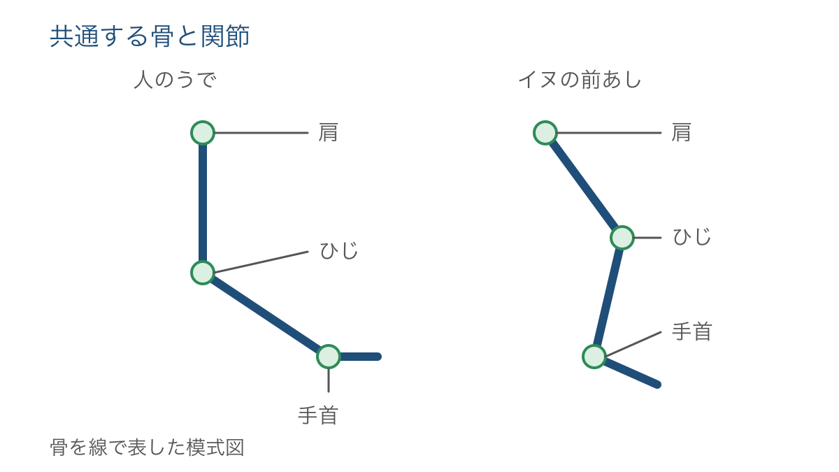 図3 人のうでとイヌの前あしに共通する骨と関節