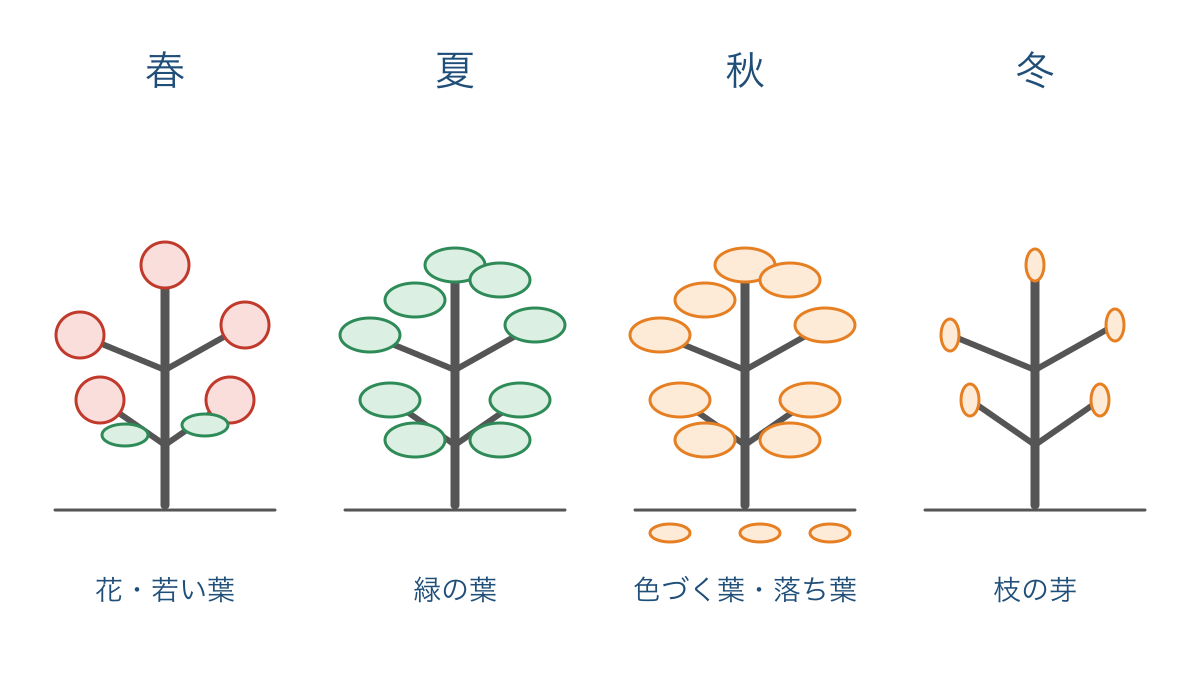 図1 同じサクラの花と葉と芽を季節ごとに比べる図