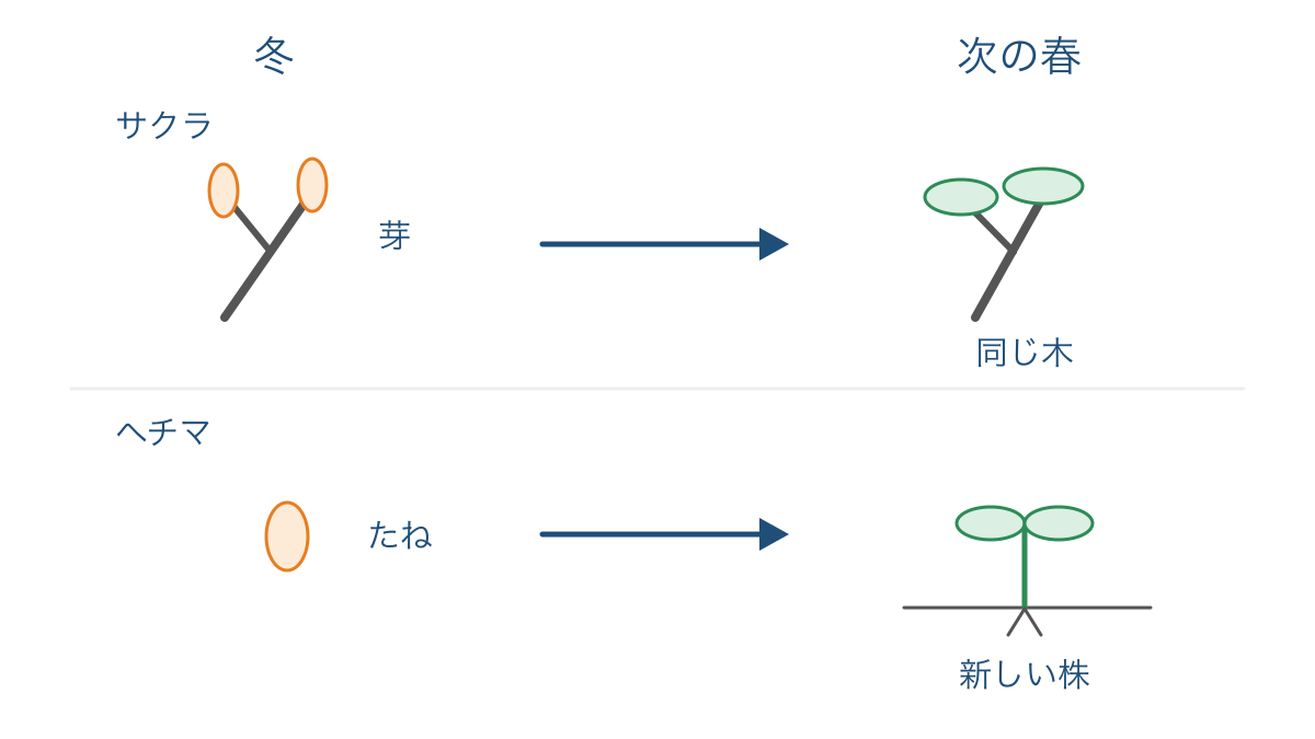 図3 冬に残るサクラの芽とヘチマのたねの違い