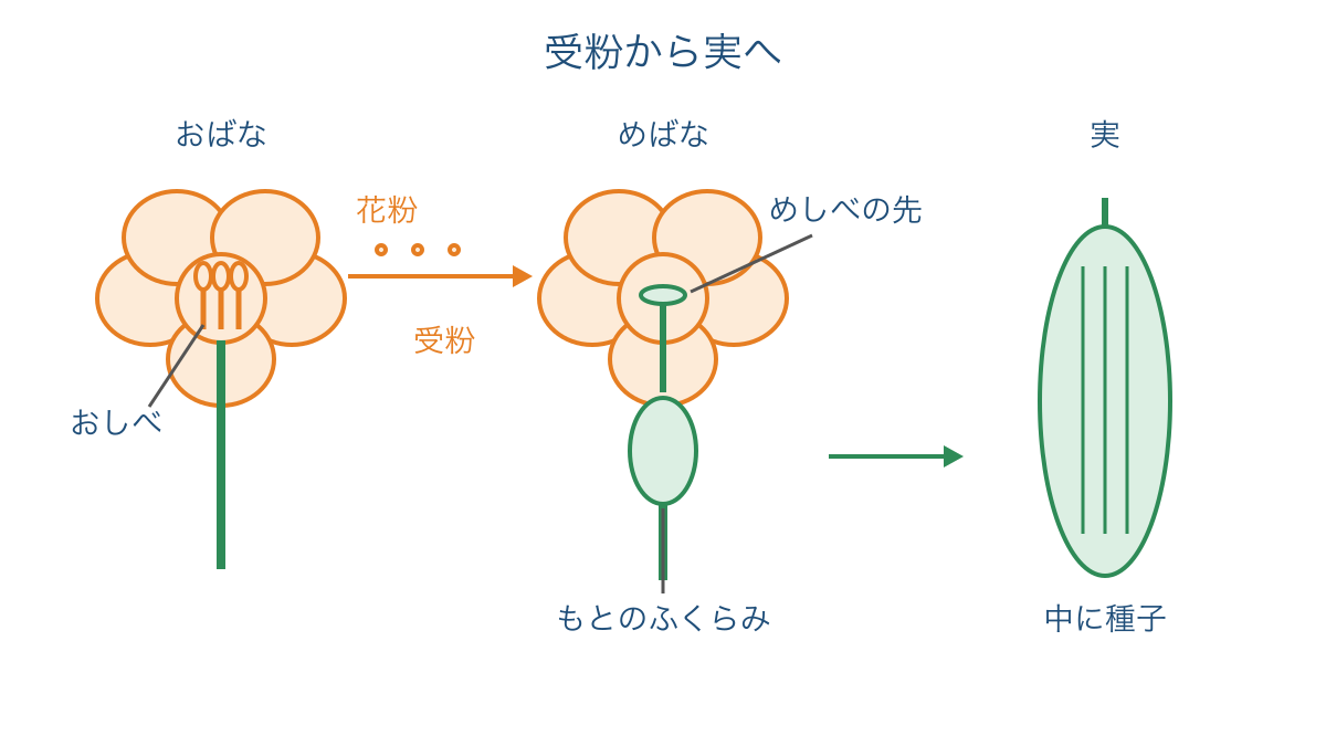 図3 ヘチマの花粉がめしべにつき実が育つ流れ