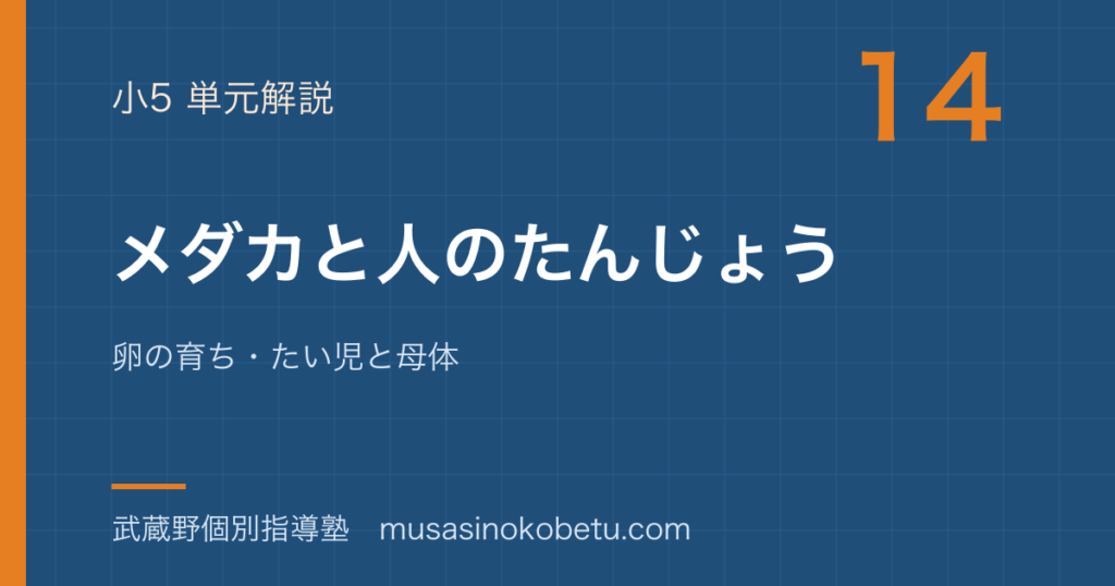 小5理科メダカと人のたんじょうを図解で総まとめ卵の育ちたい児と母体のアイキャッチ | 武蔵野個別指導塾 【小5理科】メダカと人のたんじょうを図解で総まとめ—卵の育ち・たい児と母体のアイキャッチ 武蔵野個別指導塾