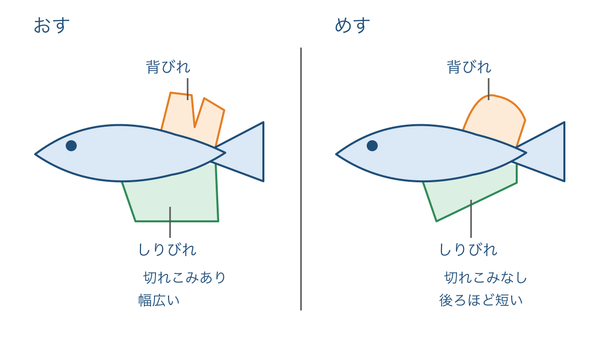 図1 背びれとしりびれの形で比べるメダカのおすとめす