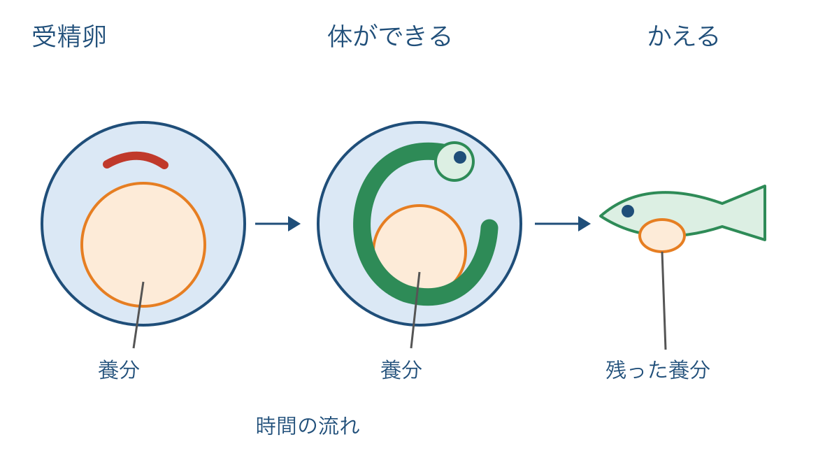 図2 受精卵から体ができて子メダカがかえるまでの順序
