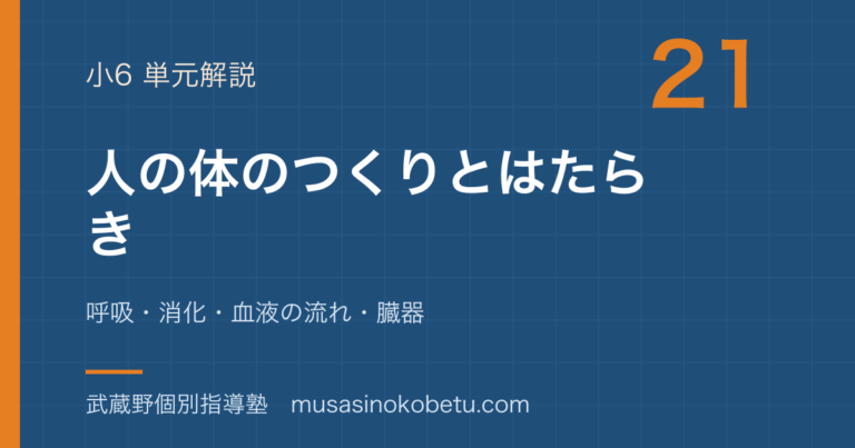 【小6理科】人の体のつくりとはたらきを図解で総まとめ—呼吸・消化・血液の流れ・臓器のアイキャッチ