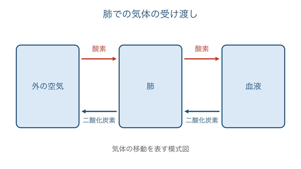 図1 肺を通して空気と血液の間を移動する気体