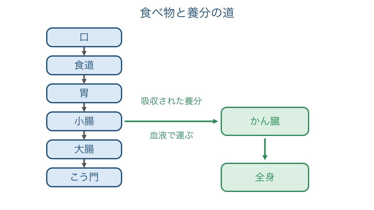 図2 食べ物の通り道と小腸で吸収された養分の行方