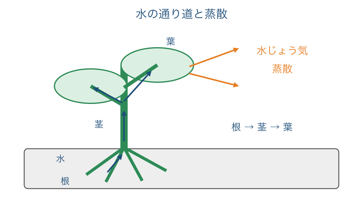 図1 根から茎と葉へ進む水と葉から出る水じょう気