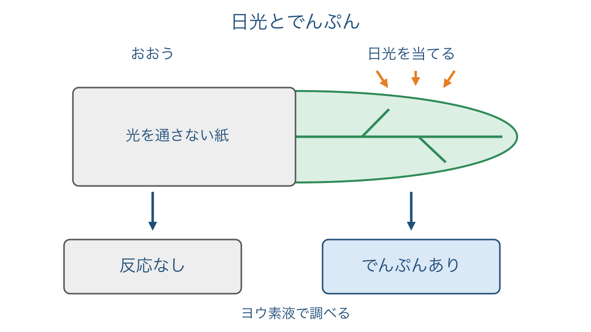 図2 葉をおおった部分と日光を当てた部分の比較