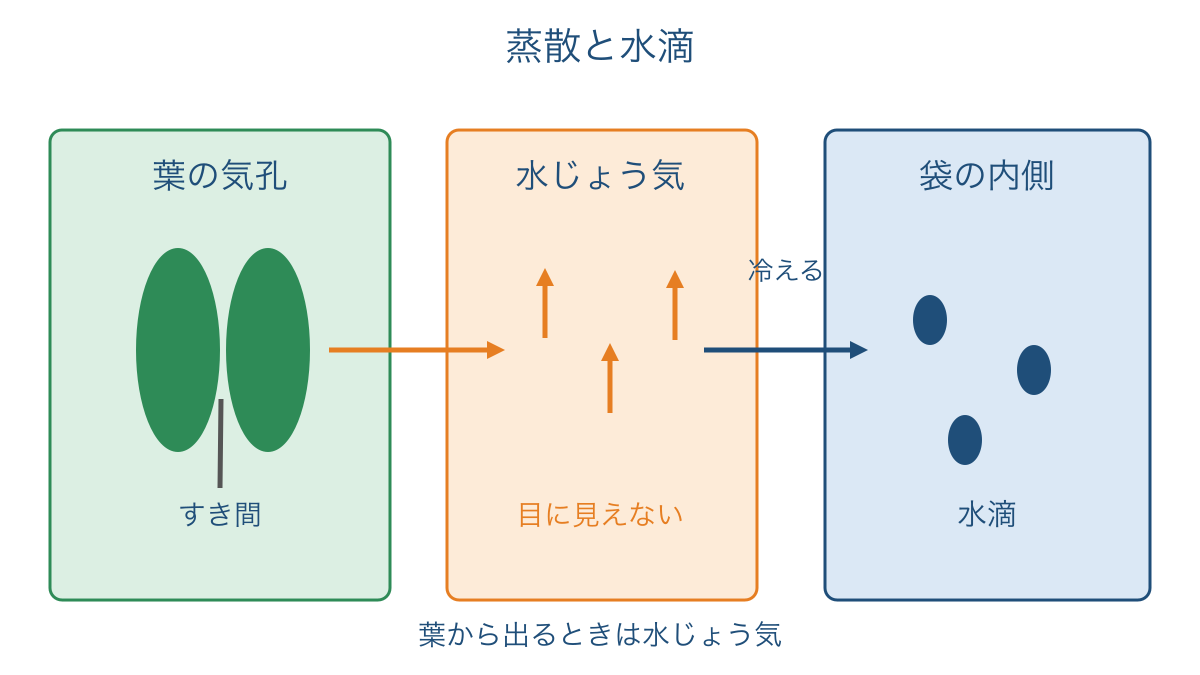 図3 気孔から出た水じょう気が袋の水滴になるまで